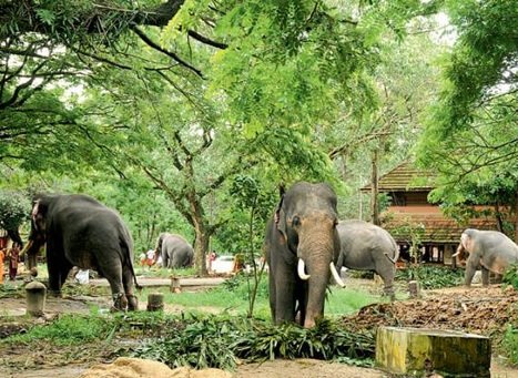 Anakkotta Guruvayur temple elephants sanctuary Kerala